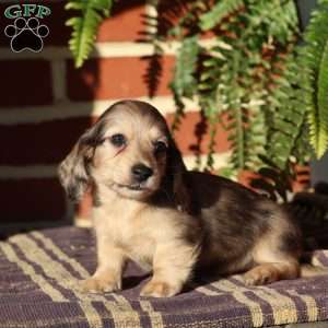 Scout, Dachshund Puppy